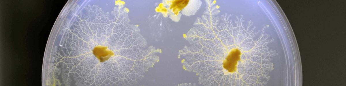 Biological Physics and Morphogenesis
